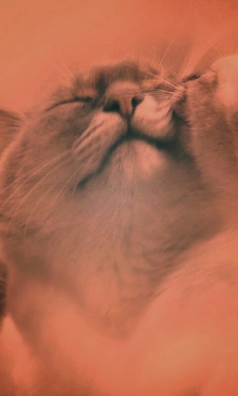 Котята с мамой обои