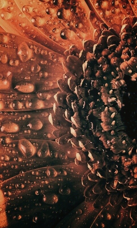 Капли на лепестках гербера обои