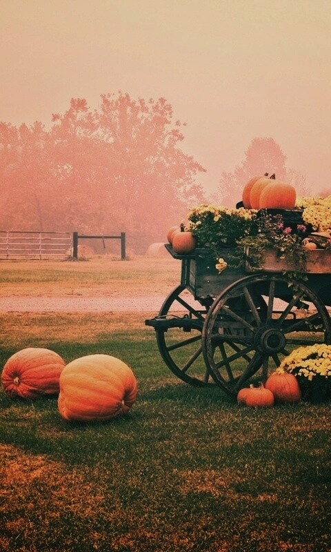 Урожай тыков обои