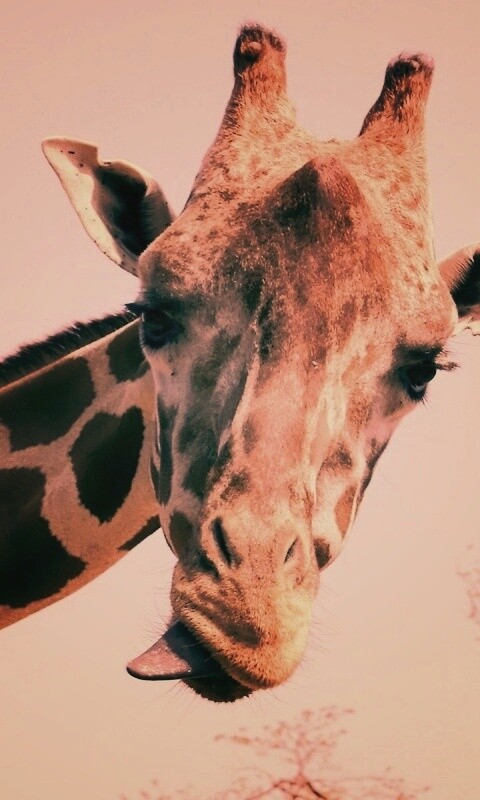 Жираф показывает язык обои