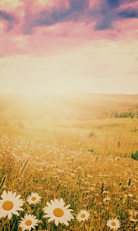 Летний восход обои