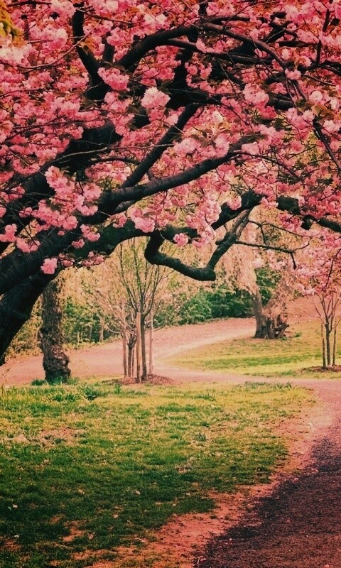 Дорожка между деревьями обои