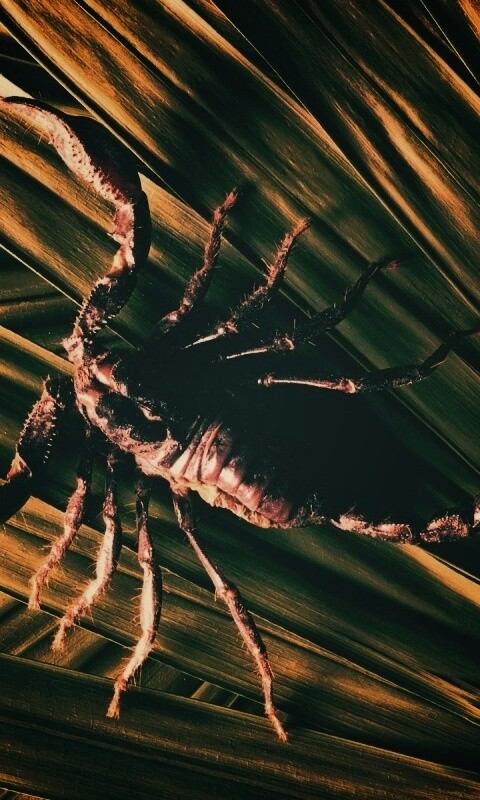 Скорпион на траве обои