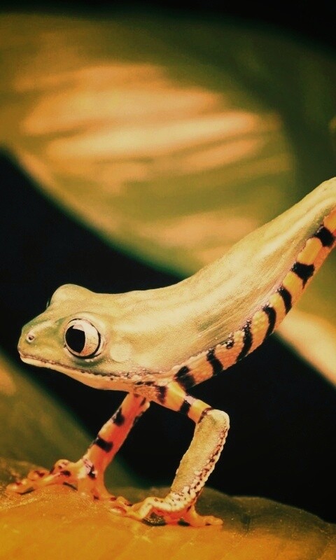 Лягушка переползает с листа на лист обои