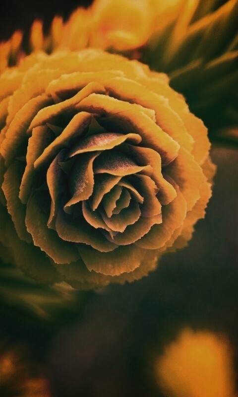 Молодая шишка обои