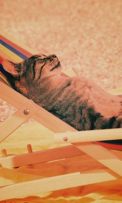 Кот в отпуске обои