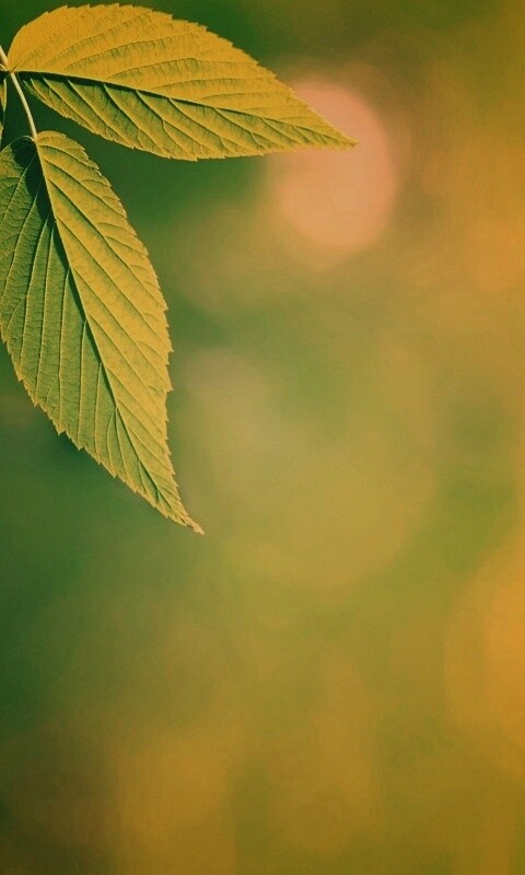 Два листа обои