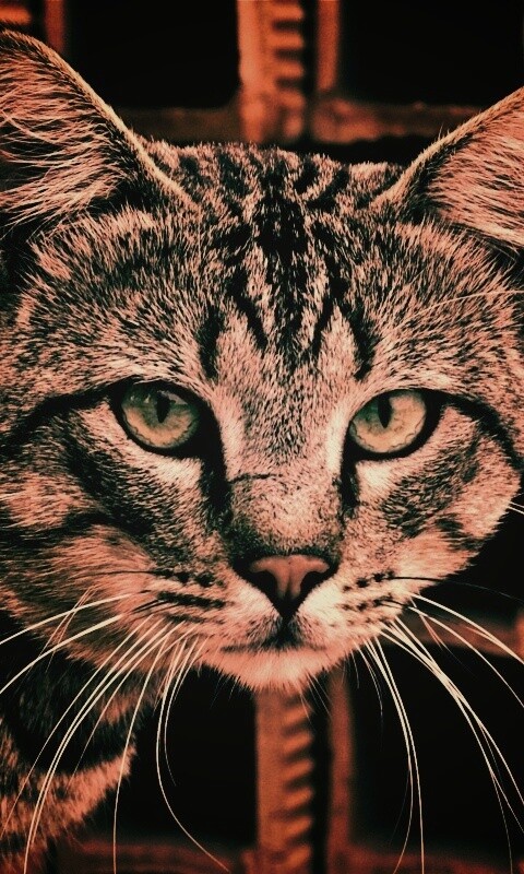 Зеленоглазый кот обои