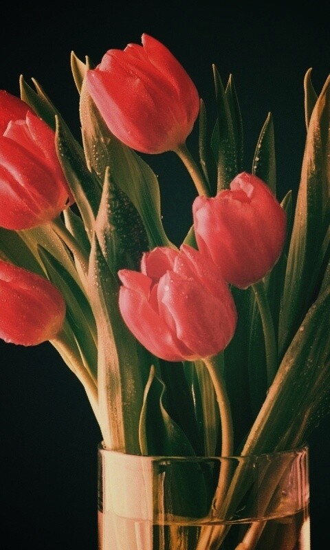 Букет тюльпанов обои