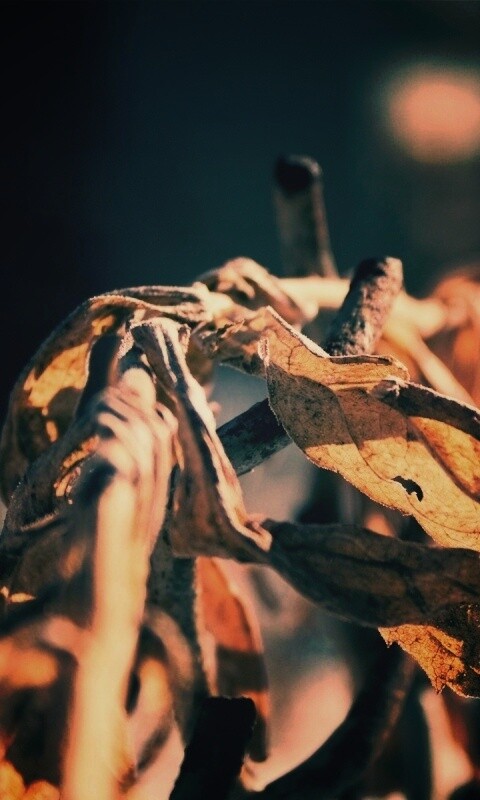 Сухие листья на железном заборе обои