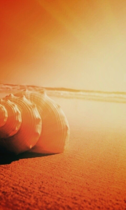 Золотистая ракушка обои