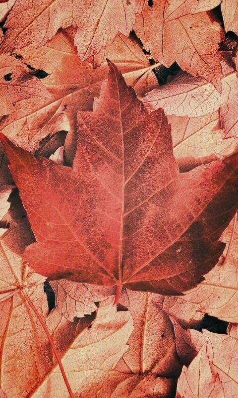 Флаг Канады из листьев обои