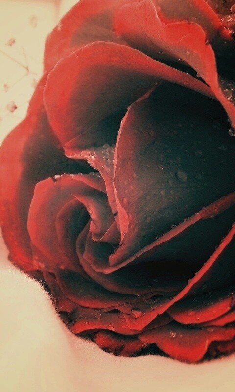 Чернеющая роза обои