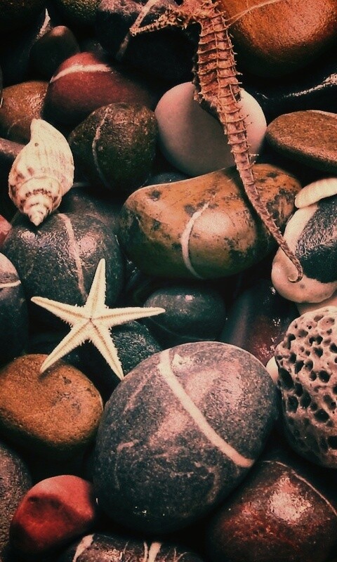 Морские камешки и фауна обои