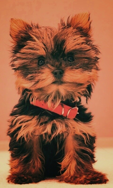 Щенок в красном ошейнике обои