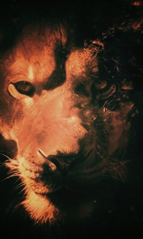 Фас льва обои