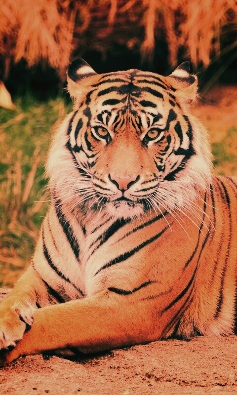 Тигр отдыхает обои