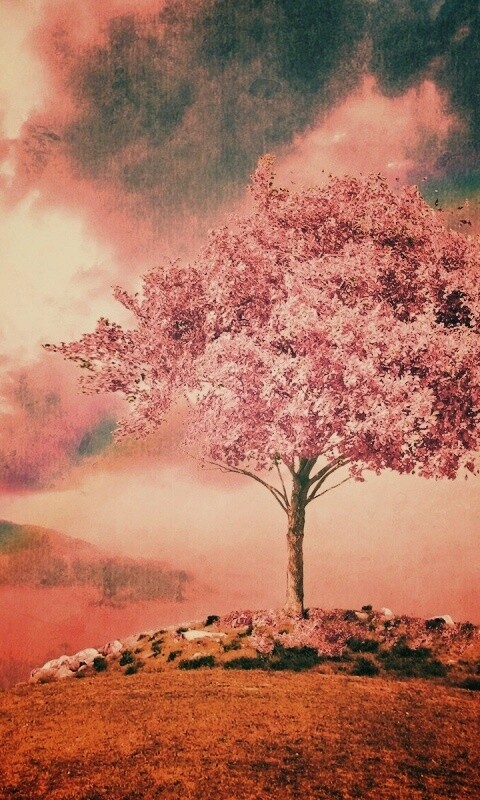Одинокое цветущее дерево обои