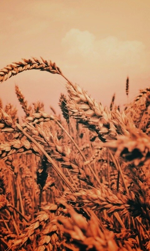 Пшеничные колосья обои