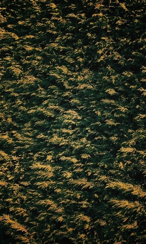 Густые хвойные заросли обои