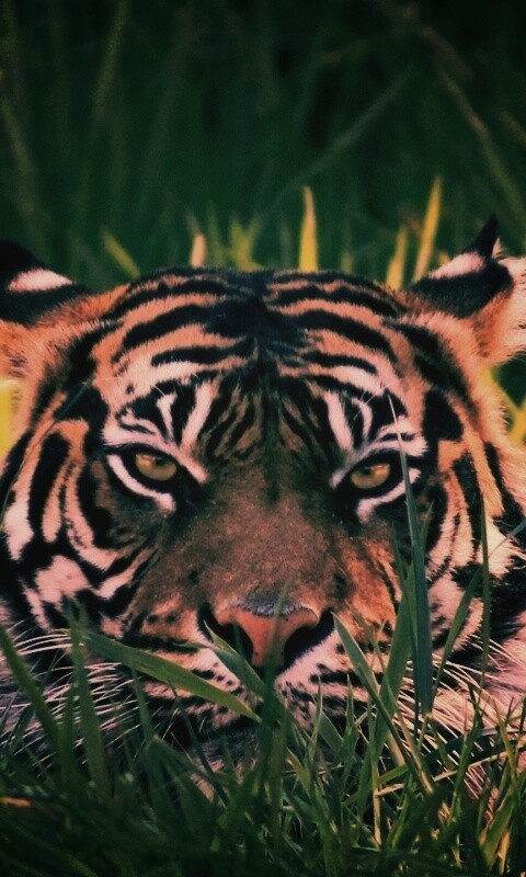 Морда тигра в траве обои