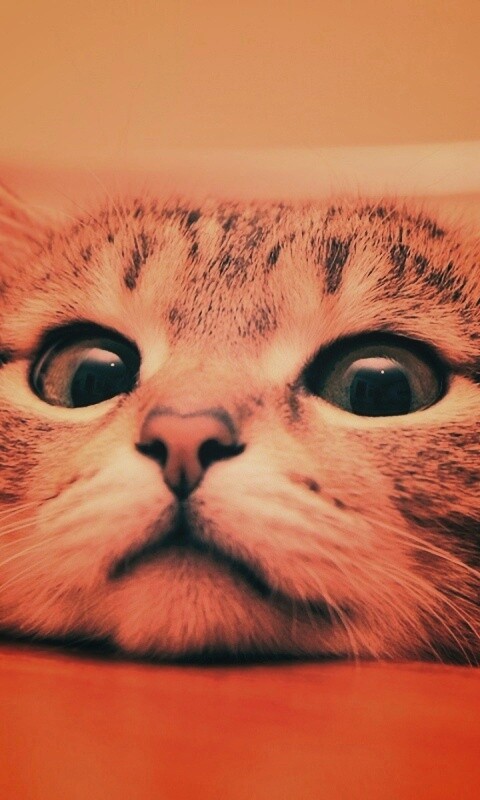 Любопытный котейка обои