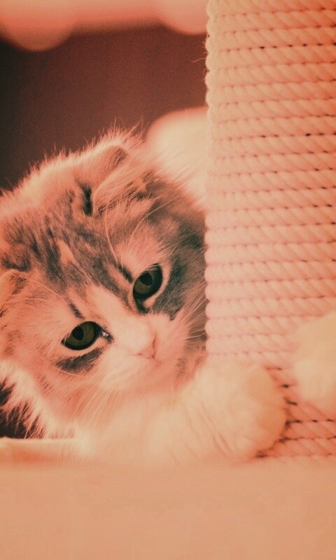 Пушистая кошка с когтеточкой обои