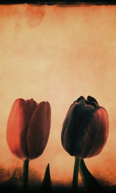 Нарисованные цветы обои