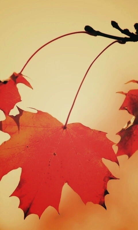 Покрасневшие листья клена обои