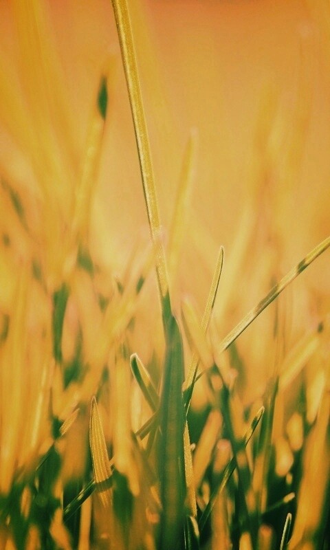 Ярко зеленая трава обои