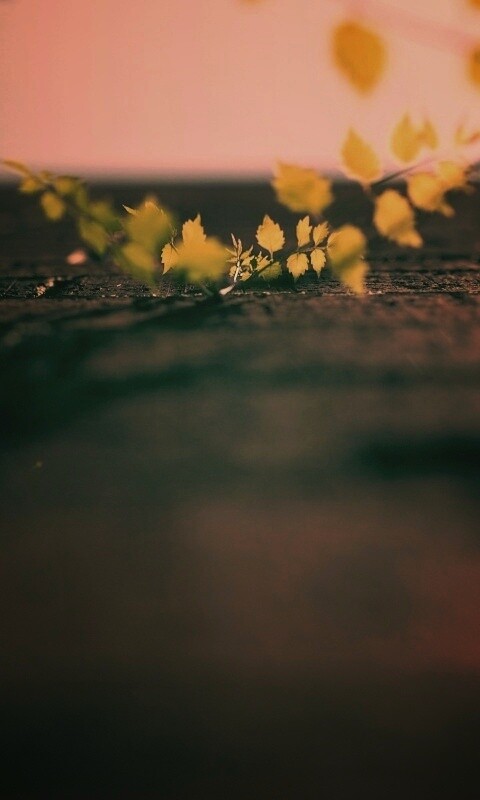 Зеленые ростки в стене обои