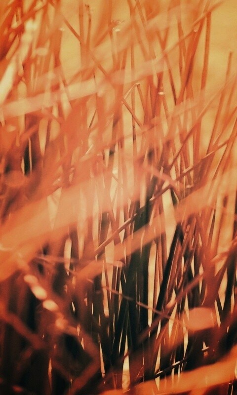 Высохшие травяные стебли обои