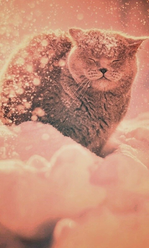 Британце в снегу обои