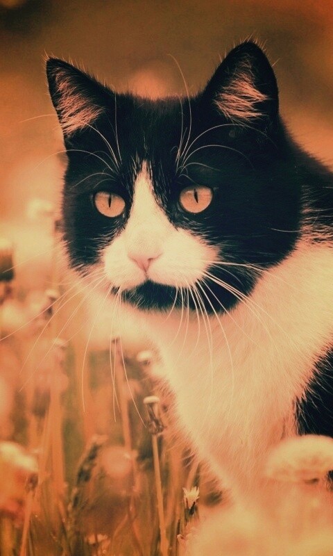 Кот в одуванчиках обои