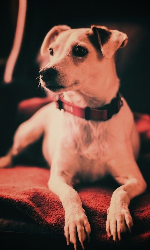 Собака на кресле обои