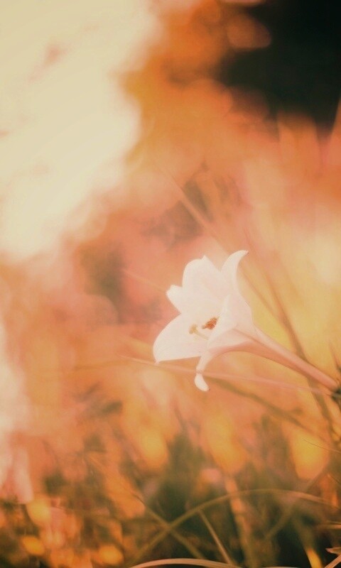 Цветок затерявшийся в траве обои