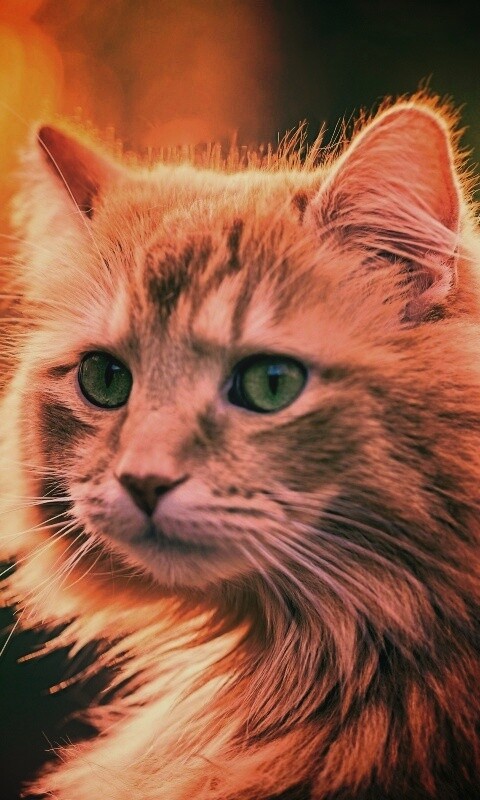 Рыжий кот в лучах солнца обои