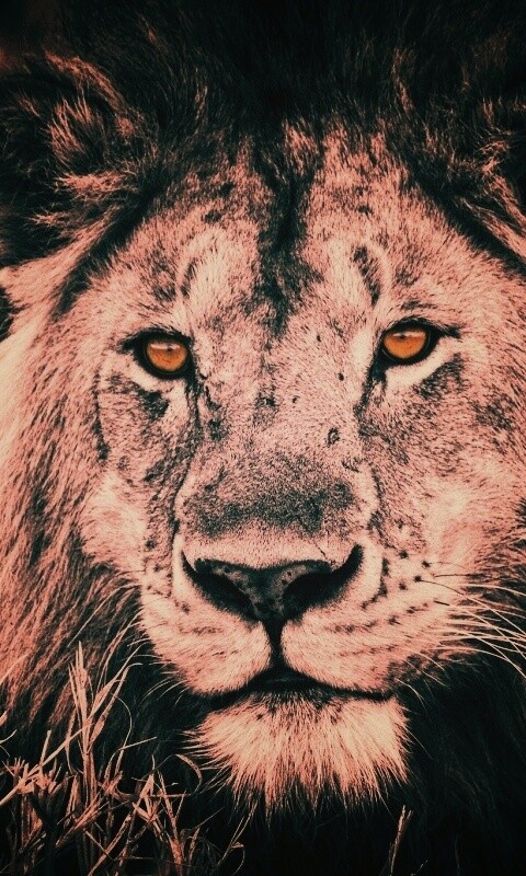 Гордый лев с горящими глазами обои