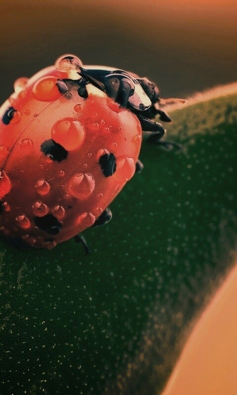 Божья коровка в макро обои