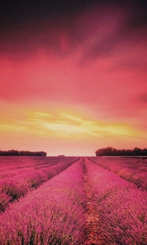 Поле фиолетовых цветов на закате обои