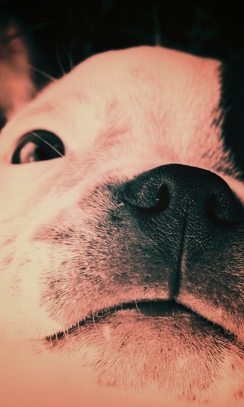 Бостонский терьер обои