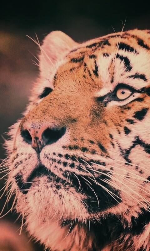 Амурский тигр обои