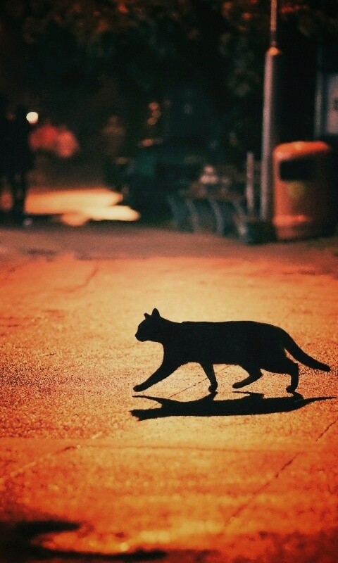 Кошка на ночной улице обои
