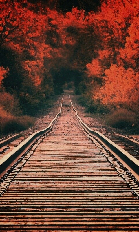 Железная дорога в осеннем лесу обои