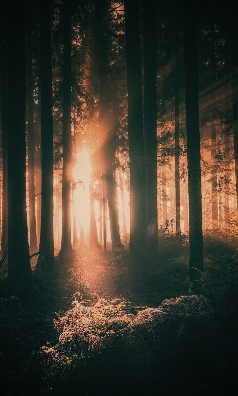 Свет пробивается сквозь стволы деревьев обои