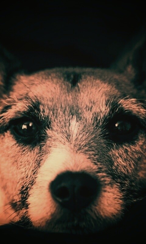 Собачий взгляд обои