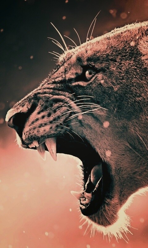 Грозный львиный рык обои