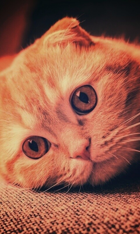 Скоттиш фолд рыжий обои