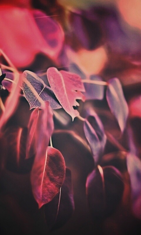 Фиолетовые листья обои