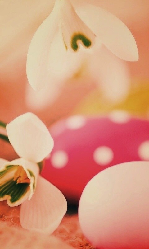 Белый цветок и яйца обои